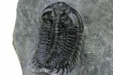 Coltraneia Trilobite Fossil - Huge Faceted Eyes #230433-5